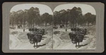 En Route The Great Wall Of China Pack Train Nearing Peking Old Photo. Fixed Price $6.16.