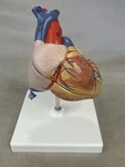 3B Scientific G08 Classic Human Heart Model, 2 Part Anatomical. Fixed Price $25.99.